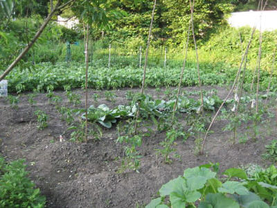 Veggie garden