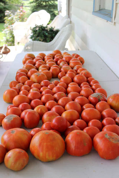 Tomato harvest!