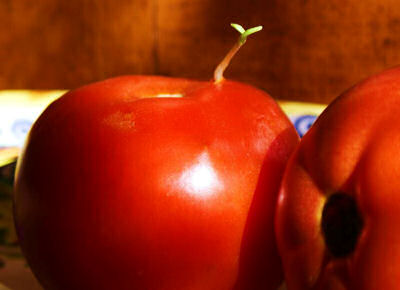 Tomato that sprouted in a fruit bowl.