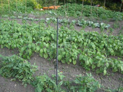 vegetable garden