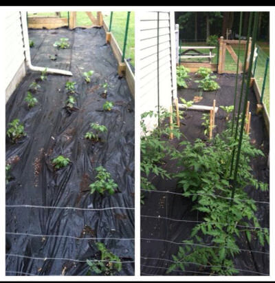 Veggie garden progress