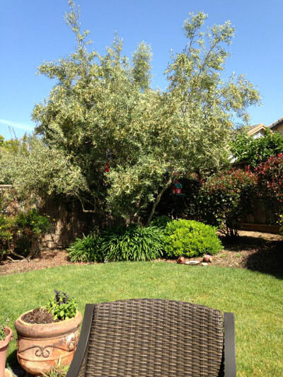 Kelly Bear olive trees