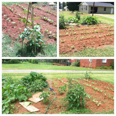 Veggie garden