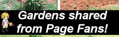 Vegetable Gardens – Favorites from my Facebook Fans