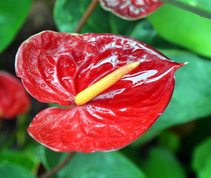 Anthurium flower head is so exotic looking