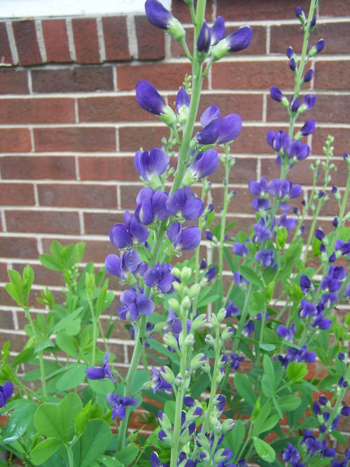 Wild indigo - Baptista