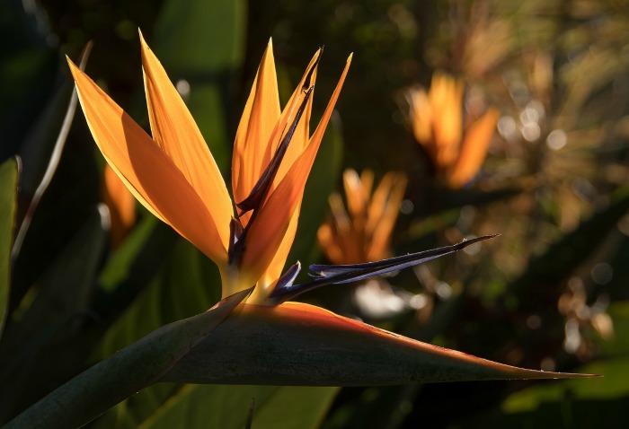 Bird of paradise flower. Exotic 