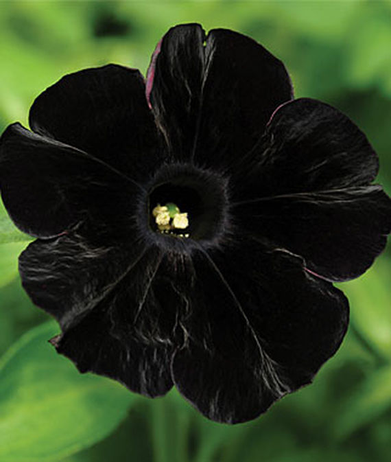 Black cat petunia