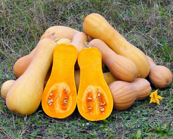Butternut squash
