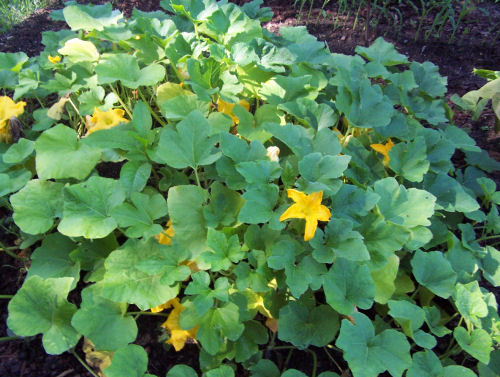 My butternut pumpkin patch