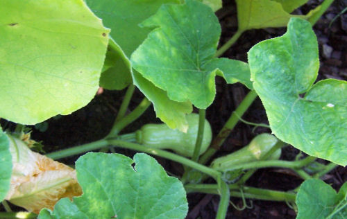 butternut pumpkin