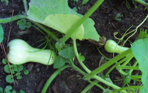 butternut pumpkin