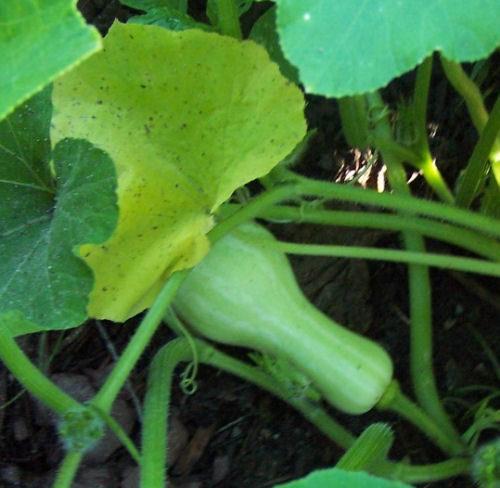 butternut pumpkins