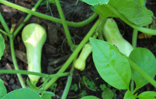 butternut pumpkins