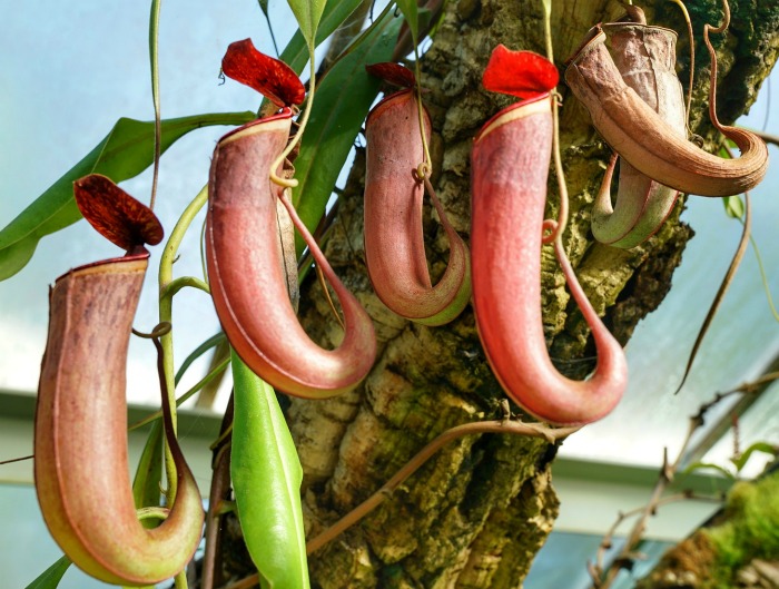 These carnivorous pitcher plants trap insects that are attracted to their opening and fall inside the pitcher like blooms