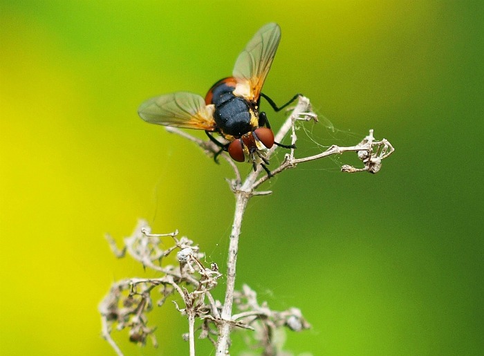 Tachinid Fly on a dead piece of plant.