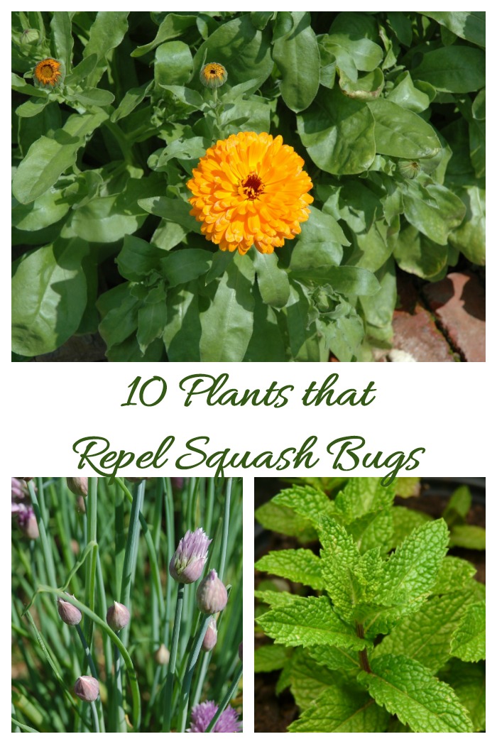 Zinnia, mint and chives with words reading 10 plants that repel squash bugs.