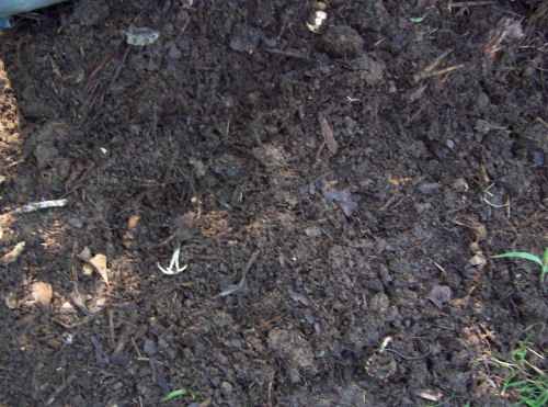 Finished compost read for screening