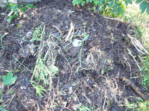 compost pile with weeds and sticks