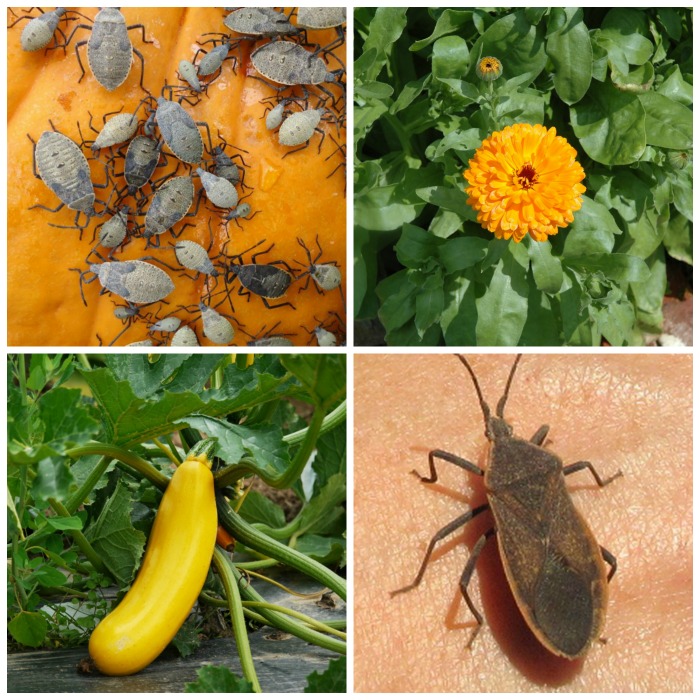 Squash bug infestation, zinnia, crook neck squash and adult squash bug in a collage.