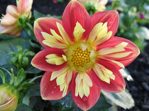 Peach and yellow dahlia