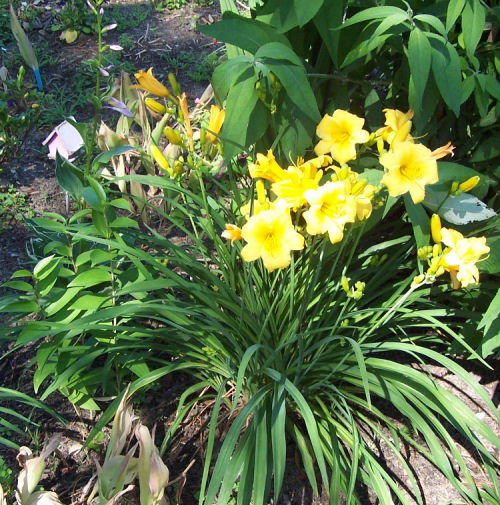 Yellow daylily
