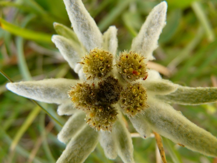 Edelweiss flower
