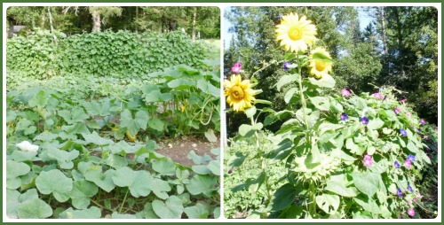 Fan garden from 2012