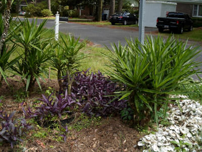 Oyster shells as mulch