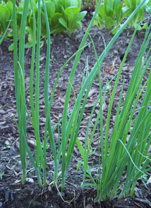 onions growing in soil