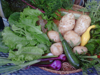 Vegetable harvest