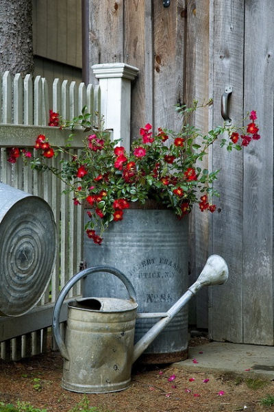 Carpet roses in vintage galvanized containers.