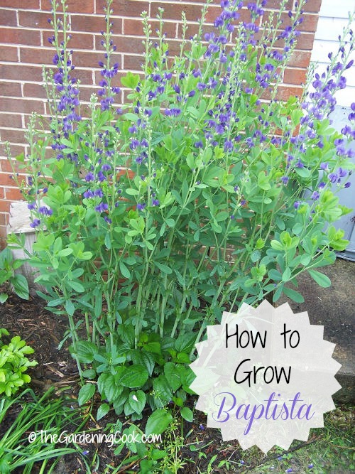 How to Grow Baptisia Australis