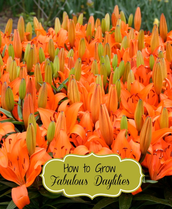 How to Grow The Best Daylilies