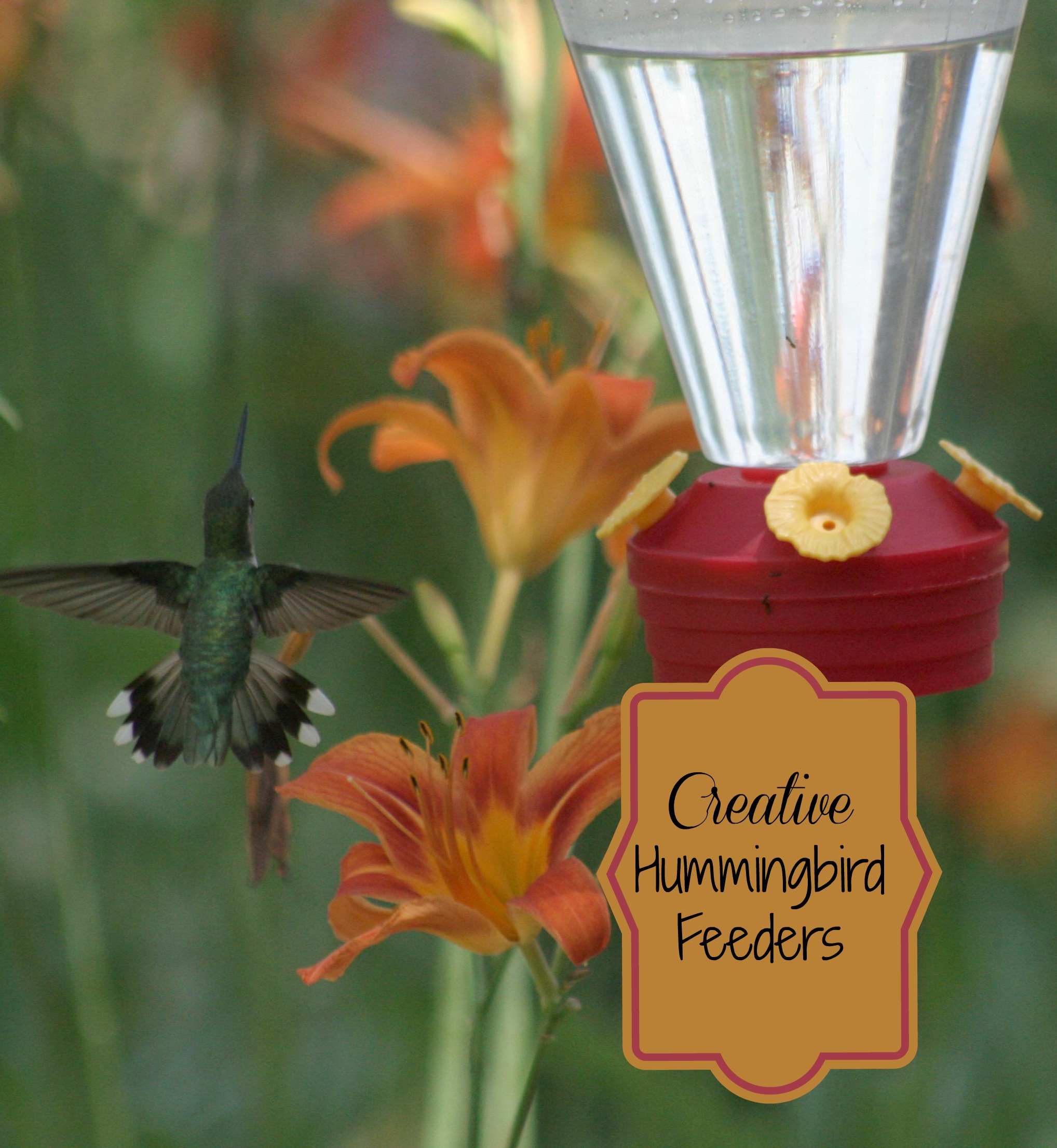 Creative Hummingbird Feeders