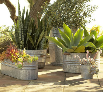 Galvanized planters with succulents - from potterybarn.com