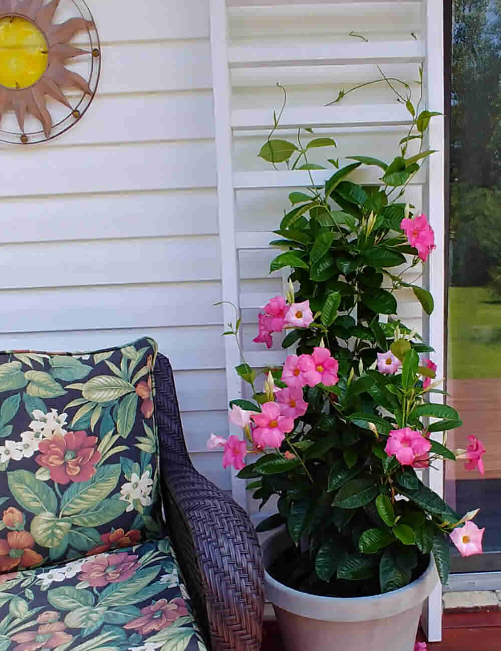 Flowering container plant with pink flowers and a large trellis and deck chair.