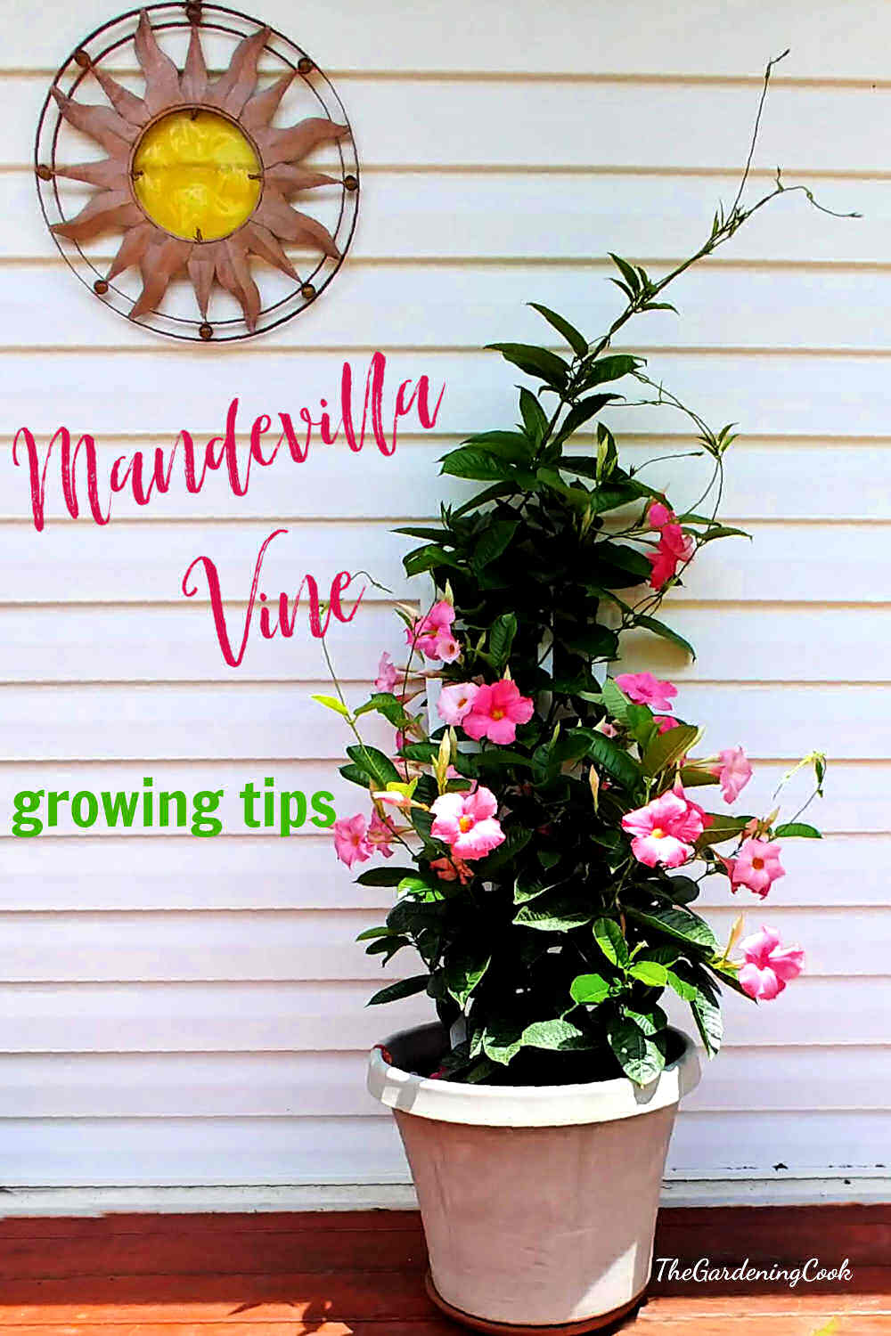 Pink flowering plant in a white pot with a sun face wall hanging and words Mandevilla vine growing tips.