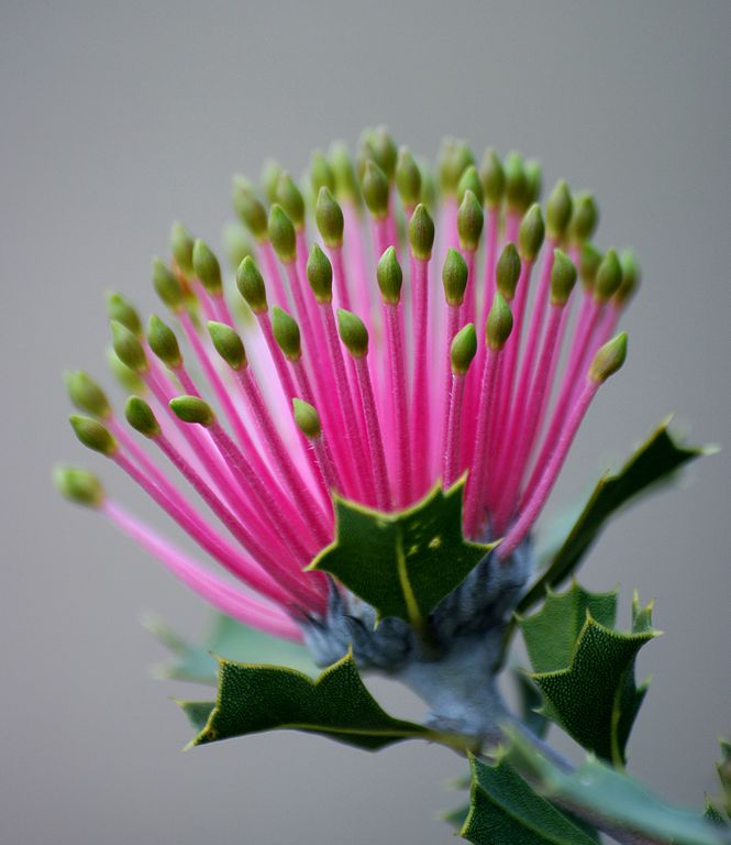 Match stick banksia