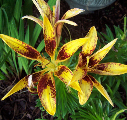 Dramatic yellow and red lily