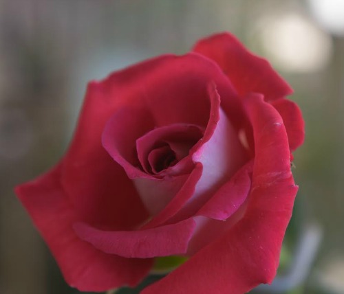 Osiria rose