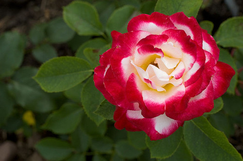 Osiria Rose