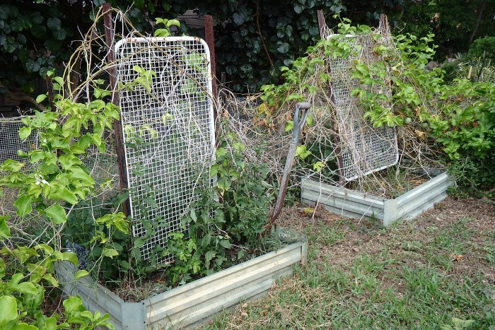 Overgrown garden with metal trellises and galvanized raised beds.