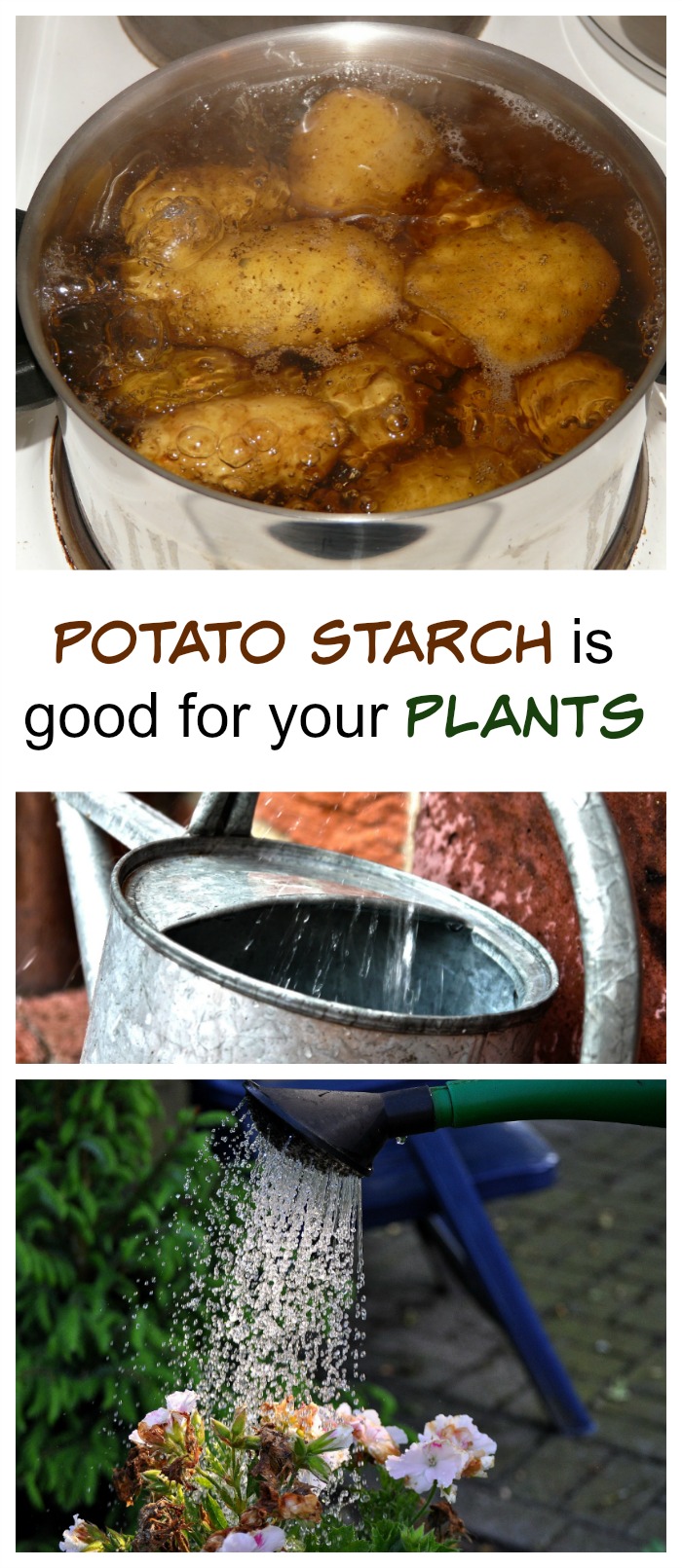 Potato Starch