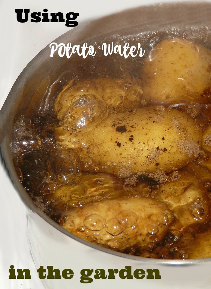 Using potato water in the garden