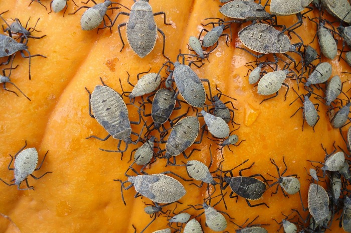 Squash bug infestation on pumpkins