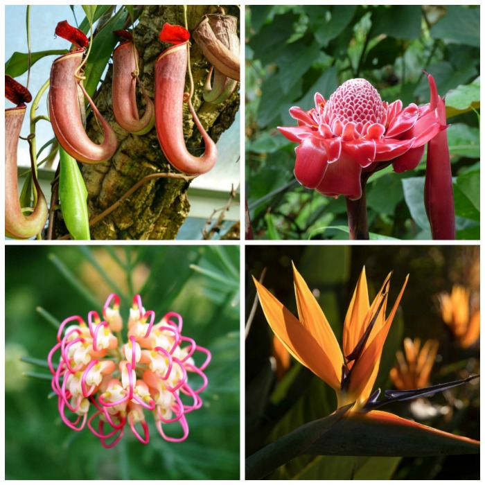 Unusual Flowers – The Best of the Best