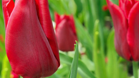 Today’s Flower Eye Candy – Red Emperor Tulip