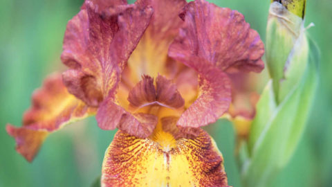 Re-blooming Iris Varieties and Colors