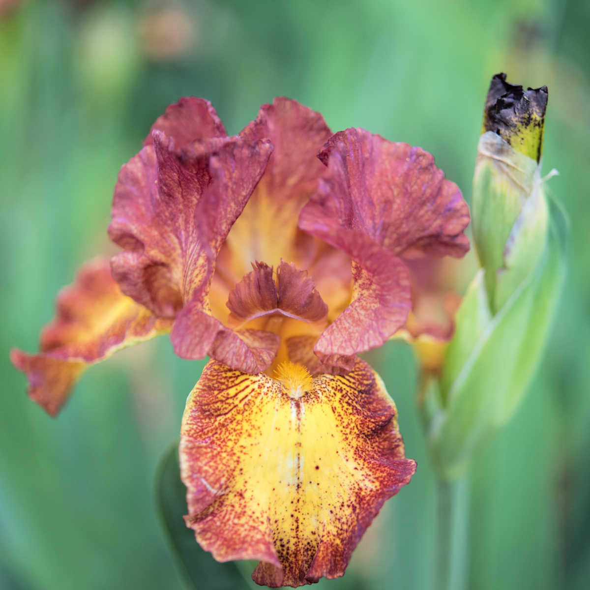 Reblooming iris called red hot chili.